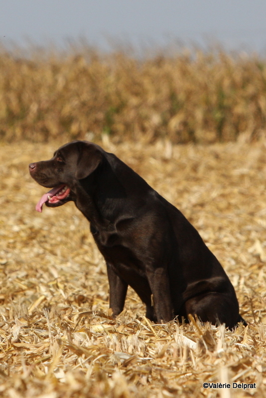 Field Erstein 09 (68).JPG